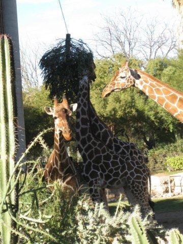 Giraffes